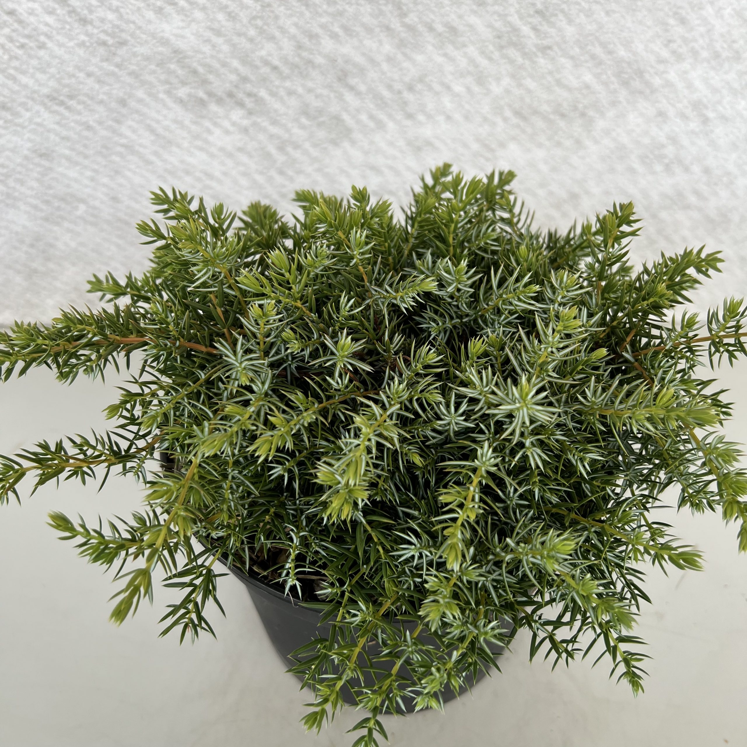 Juniperus communis 'Silver Carpet'-image